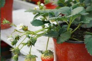 草莓种植全攻略——如何养好草莓？