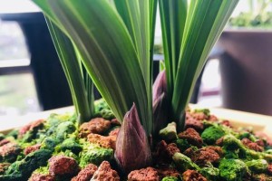 凤梨花分盆技巧（最佳时间、步骤、注意事项等详解）