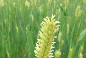 小麦是否会开花？（探究小麦的生长特点及其生态环境关系）