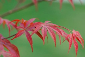 红枫树开花的奇妙之旅（迎接春天的盛宴）