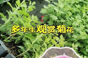 菊花的生命周期及特点（多年生植物的种植与养护）