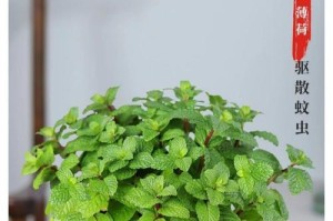 薄荷（探讨薄荷如何有效吸收甲醛）