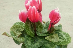 仙客长花苞的时间和特点（了解仙客花苞的形成和发展过程，提前欣赏仙客的美丽）