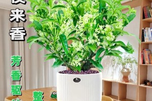 探秘以夜来香花卉的养殖技巧（打造美丽花园的秘密武器）