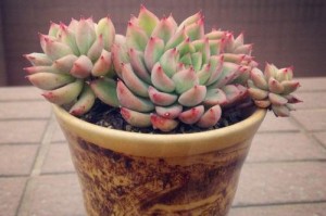 如何养殖出好看的女雏（从饲养管理到疾病预防全方位教你）