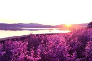 骄傲的人之花——紫罗兰（探秘紫罗兰所代表的骄傲情感与文化内涵）