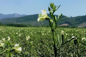 秋葵种植全攻略（种植时间、方法、注意事项一网打尽）