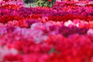 正确浇水方法，让康乃馨长势更旺（康乃馨养护必读，掌握浇水技巧）