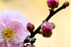 冬季盆栽之最美花卉（15种适合冬季种植的花卉及其特点）