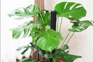 厕所里适合放什么植物？（打造宜人小空间，让厕所也有生命力）