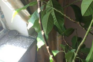 白玉兰叶子发黑的原因及处理方法（详解白玉兰叶子发黑的原因和治理方法）