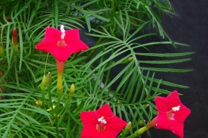 探秘五角星花的种植技巧（从播种到开花，打造五角星花的绚丽花海）