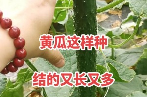 黄瓜的生长环境与生长地方条件（探寻黄瓜成长的秘密）