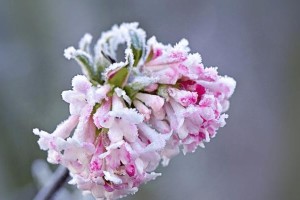 白雪花的种植养殖技巧（播种时间、养护要点、产量提升）