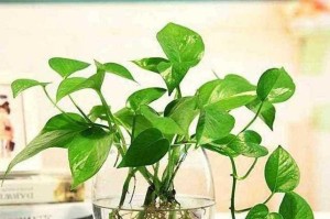 水培技巧（掌握关键诀窍，让水培植物根健壮无腐烂）