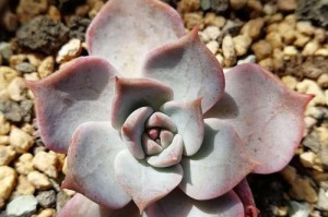 露娜莲养殖指南（从种植到管理，一步步教你成功养殖）
