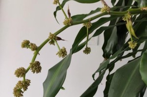 巴西木开花的惊艳之美（探秘巴西木的奇妙花卉世界）