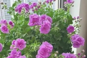夏日玫瑰（炎炎夏日，玫瑰花的美丽与挑战）
