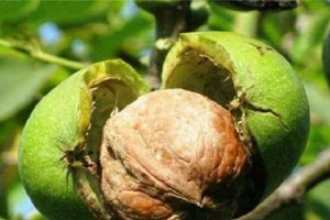 家里种核桃树好不好？（探究种植核桃树的优劣势）