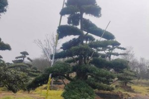 罗汉松冬天能移栽吗？如何移栽？——罗汉松移栽的方法和注意事项