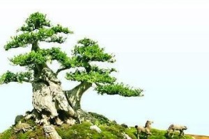 如何正确上盆和养护节白蜡（-盆栽、养护、时间）