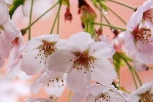 盆栽樱花详细指南（从选种到养护，让您成为樱花盆栽高手）