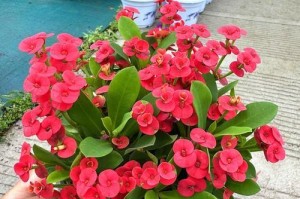 了解铁海棠的开花时间，赏花更加得心应手（了解铁海棠的开花时间，赏花更加得心应手）