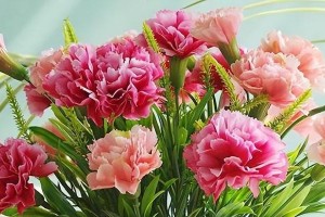 粉色康乃馨花语（探究康乃馨花语的意义）