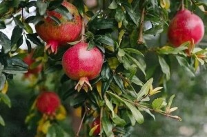 吉祥果的室内养护技巧（打造居家新绿意，学会室内种植吉祥果）