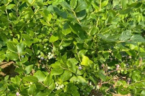 蓝莓树移栽最佳时机（掌握时机种出健康果实）
