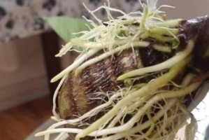 芋头盆栽的种植与管理技巧（从选苗到收获，打造健康的芋头盆栽）