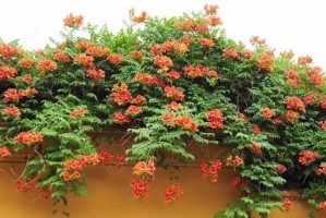 什么时候移栽凌霄花最适合？（凌霄花移栽注意事项和技巧。）