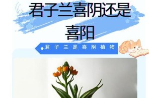 山竹喜阳还是喜阴？（探寻山竹的光照需求）