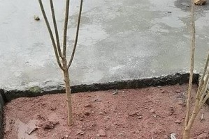 石榴树生长的注意事项（石榴树的喜好和保护措施）