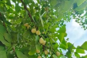 白果成熟时间的探究（了解白果成熟的关键时期）