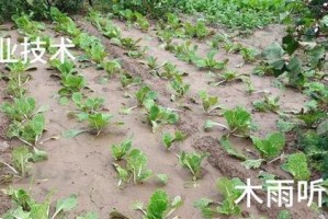 大白菜播种时间选择的技巧（如何选好播种时间，提高收成？）