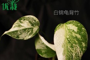 拯救金叶子枯萎，恢复绿意生机（寻找护理金叶子的有效方法）