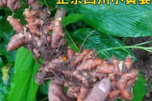 生姜生长环境条件及特点（探究生姜生长的适宜条件和特点）