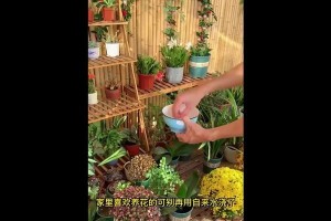 以房子里的水怎么浇花？（室内浇花方法和注意事项）
