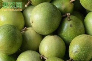 灯笼果——秋季最美的味道（果实成熟时间、品质优点与食用方法）