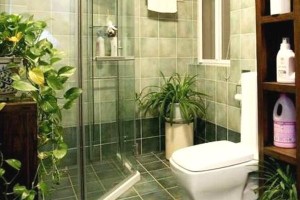 厕所绿化的艺术——适合种植的植物（在厕所里种什么植物？15个植物推荐）