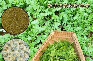 阳台种植荠菜的时间和方法（轻松学会阳台荠菜种植技巧，享受自家绿色餐桌）