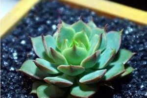 纯河沙也能种多肉？（探秘用纯河沙种植多肉的方法与注意事项）