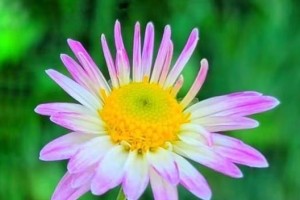 扶郎花（探究扶郎花的含义与文化价值）