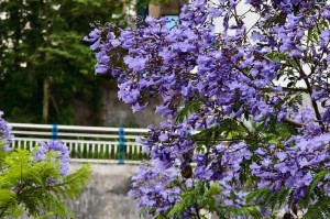 蓝花楹的花语及寓意解读（探寻蓝花楹的美丽与深意）