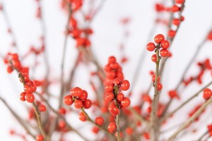 冬青是不是耐寒植物？（探究冬青的耐寒性及保护方法）