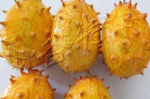 火参果种子的种植方法（从选种到收获全面指南，让你轻松掌握）