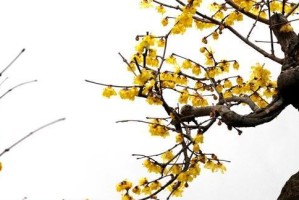 腊梅花剪枝指南（一步步教你正确剪枝，让腊梅花更加美丽）