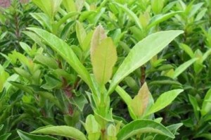 冬青种子发芽时间及注意事项（了解冬青种子发芽的窍门，让你轻松育出一片翠绿）