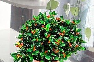 室内金鱼花养殖详解（金鱼花在室内生长的技巧与注意事项）